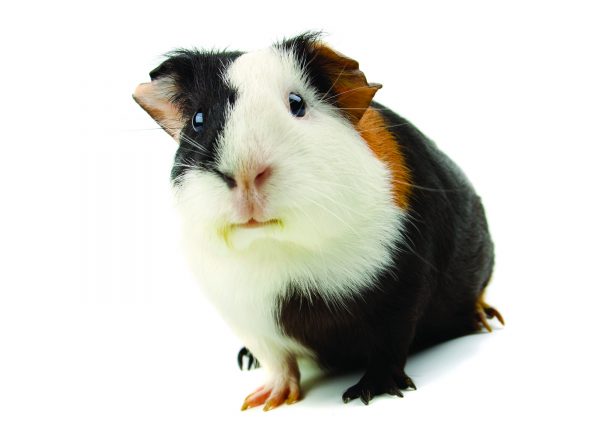 Guinea pig