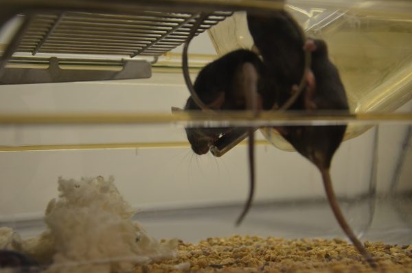 Mice with "good cholesterol" gene