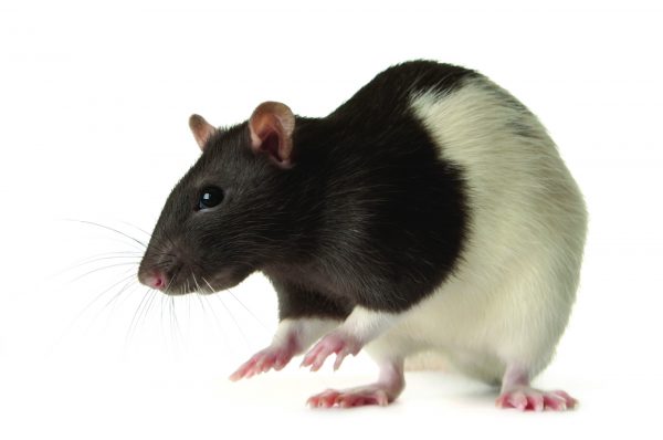 Rat