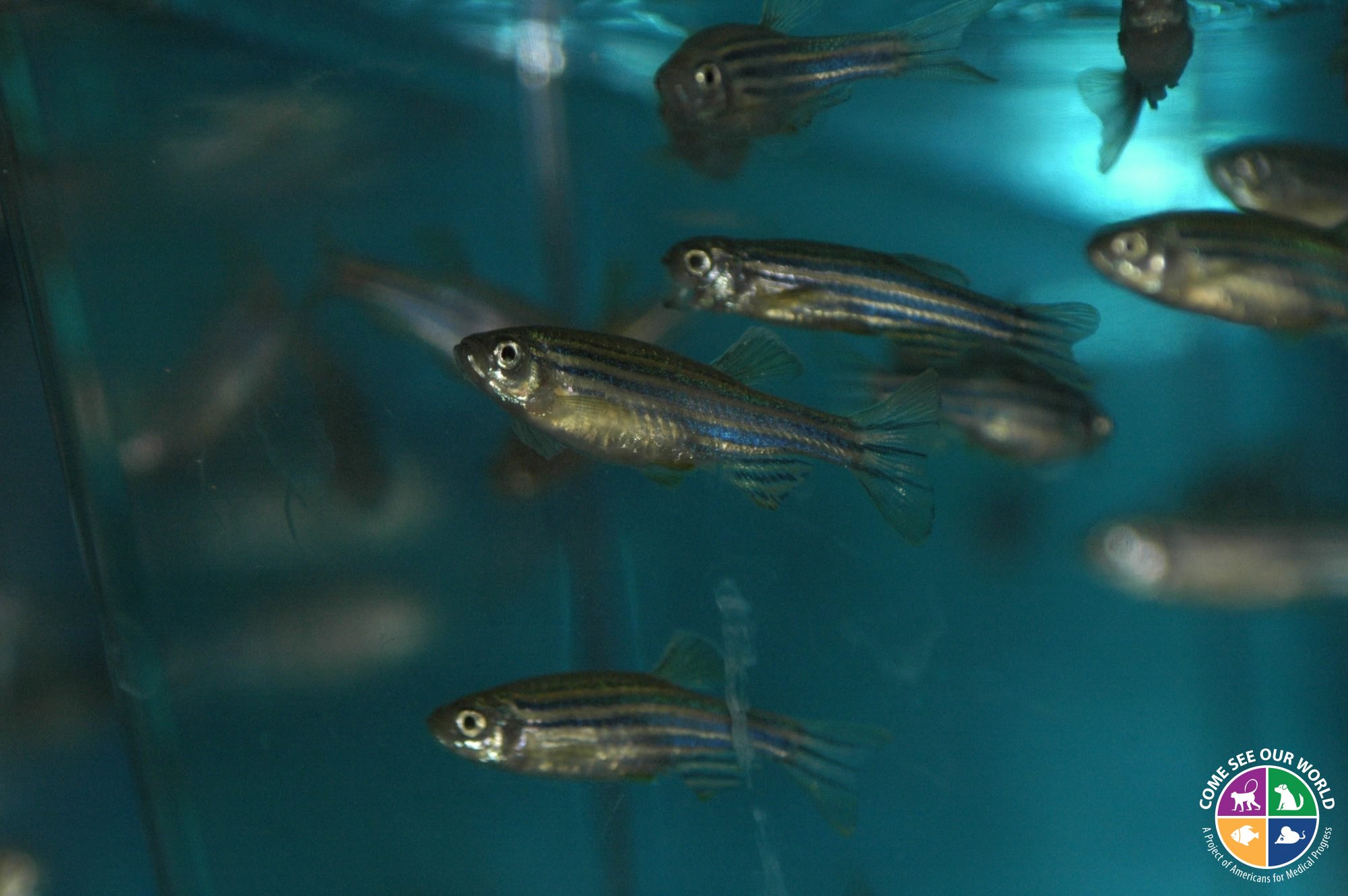 Zebrafish and Anti-Cancer Drugs - Come See Our World