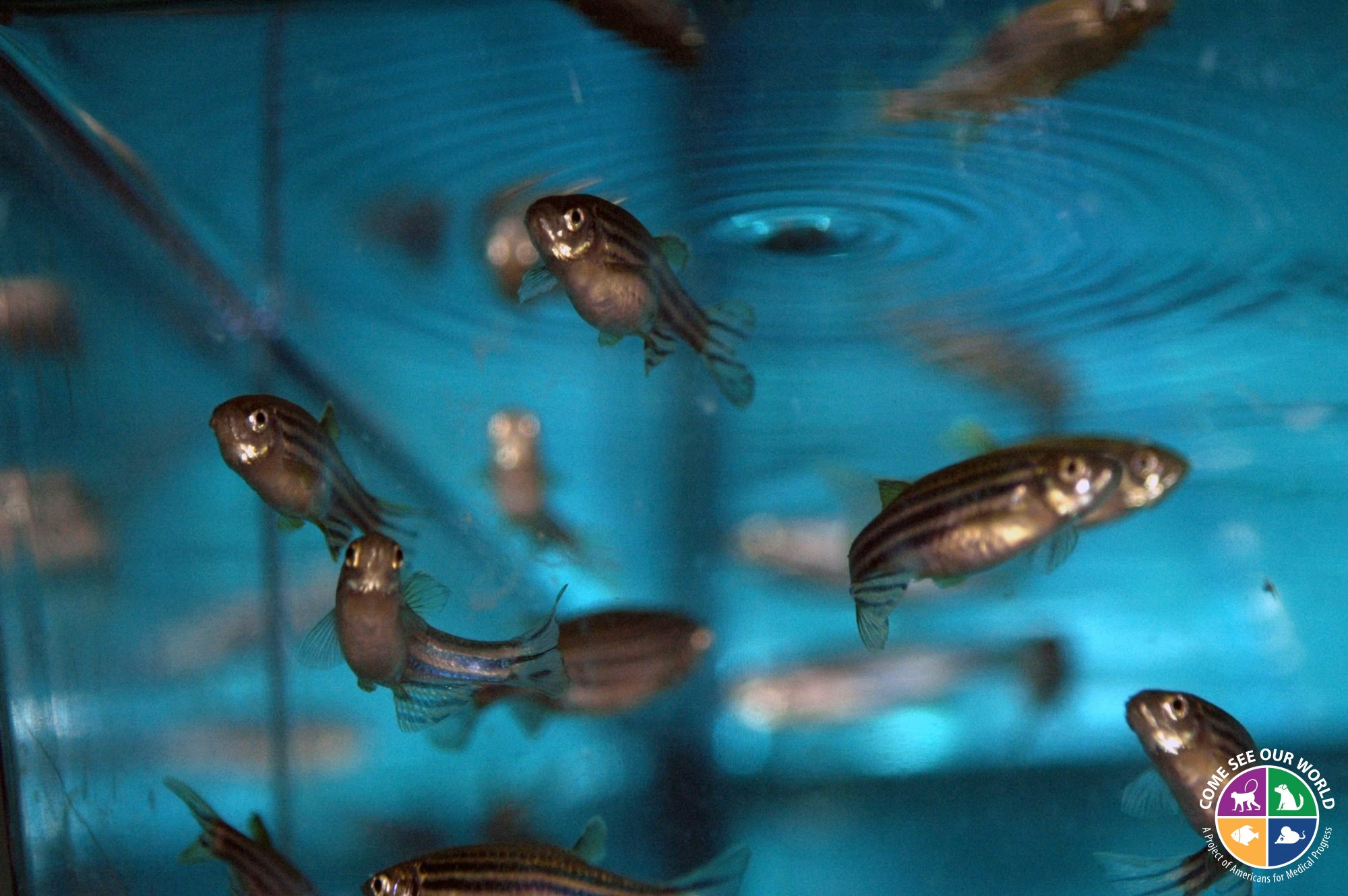 Zebrafish Tank - Come See Our World