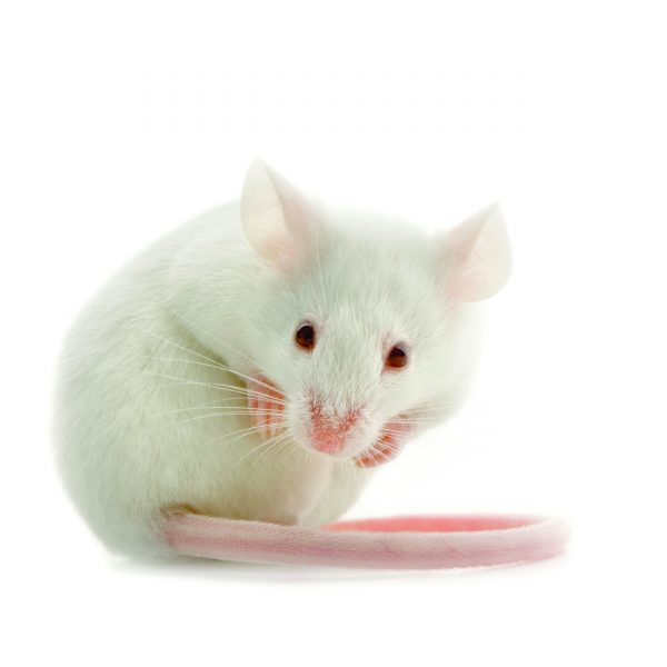 Mouse