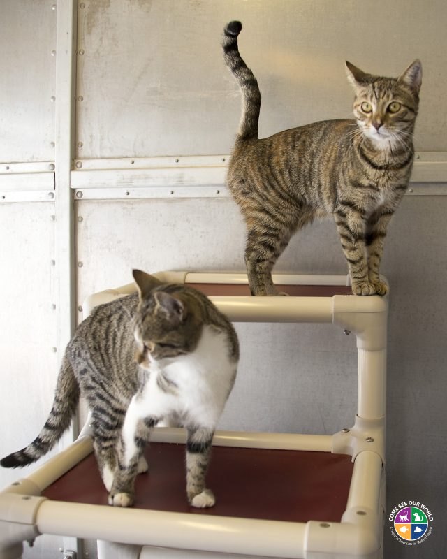 Advocate For Cats Best Dea S Advocate For Cats Best Dea S