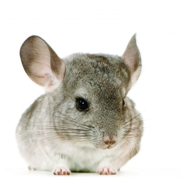 Chinchilla