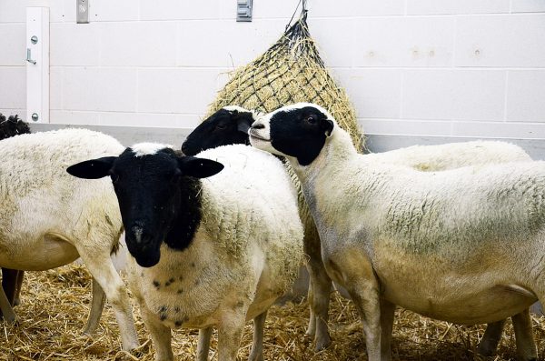 Group housed sheep