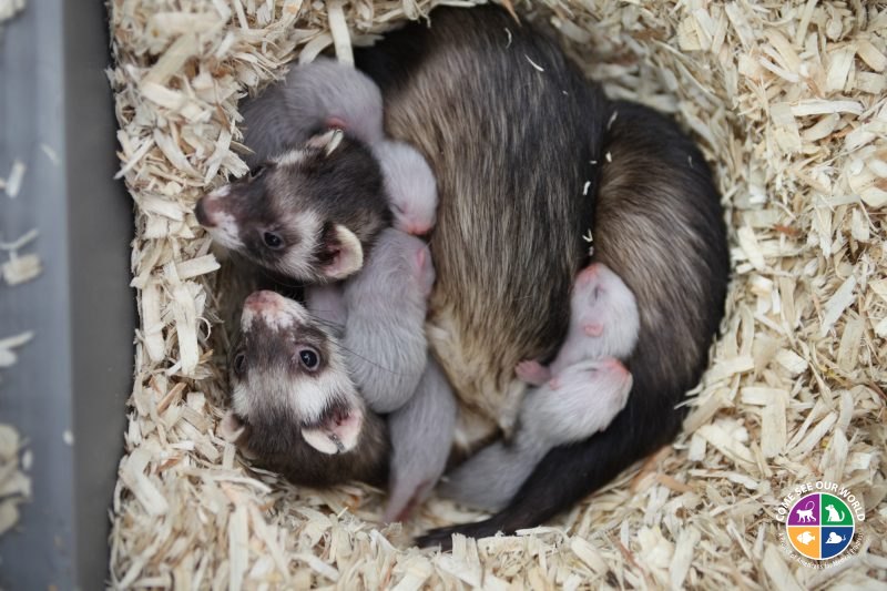 Molnupiravir nature microbiology image