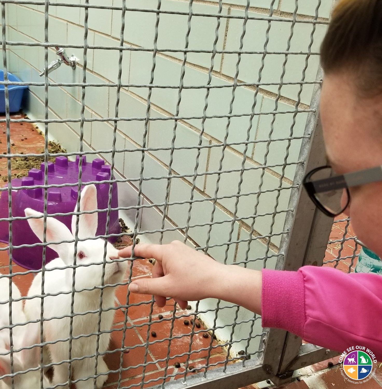 Rabbits enjoying human interaction - Come See Our World