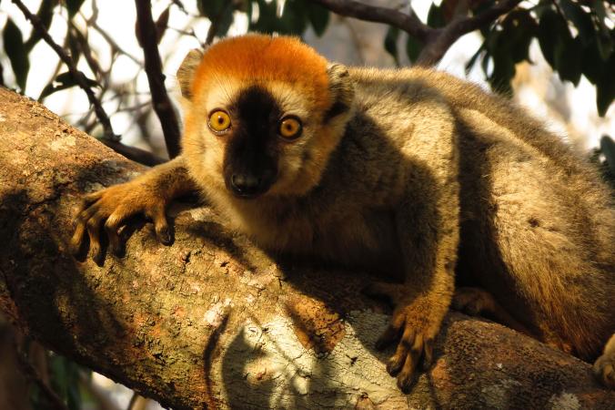 Lemurs May Be Making Medicine Out of Millipedes - Come See Our World